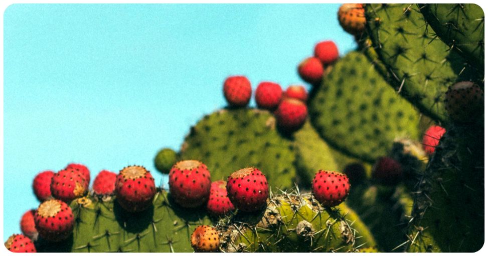 eliquide saveur fruitée